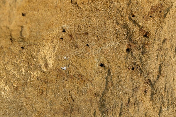 Sandarium für Wildbienen